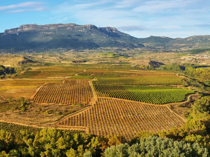 Wines of Rioja with Wine Online